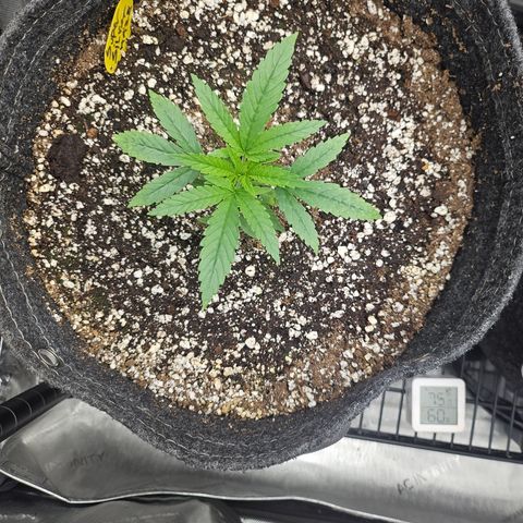 Super Silver Haze growlog timeline photo