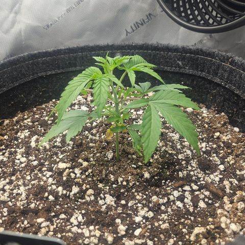 Super Lemon Haze x RS11 growlog timeline photo