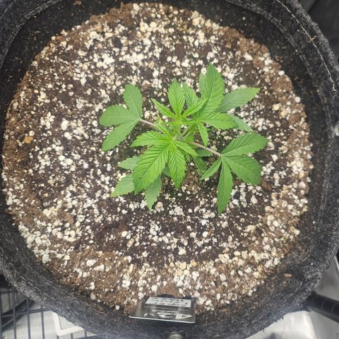 Super Lemon Haze x RS11 growlog timeline photo