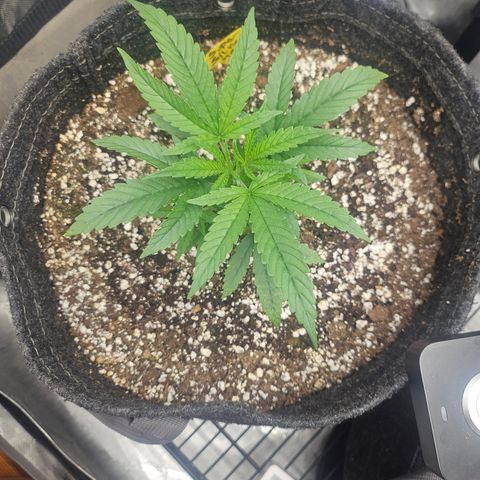 Super Silver Haze growlog timeline photo
