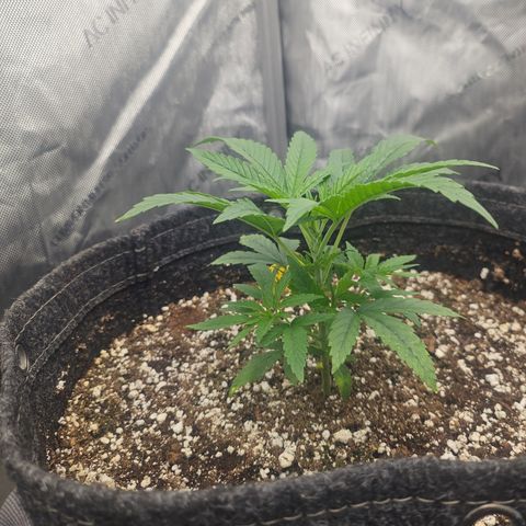 Super Silver Haze growlog timeline photo