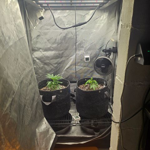 Super Silver Haze growlog timeline photo