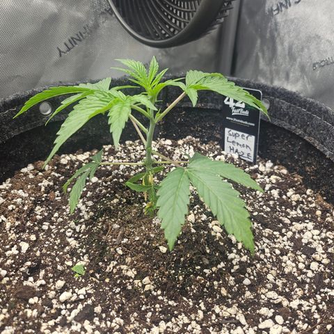 Super Lemon Haze x RS11 growlog timeline photo