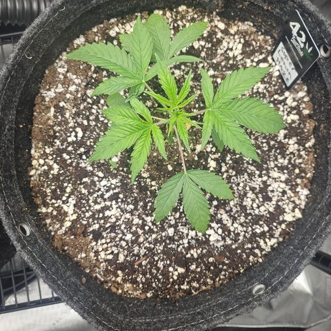 Super Lemon Haze x RS11 growlog timeline photo