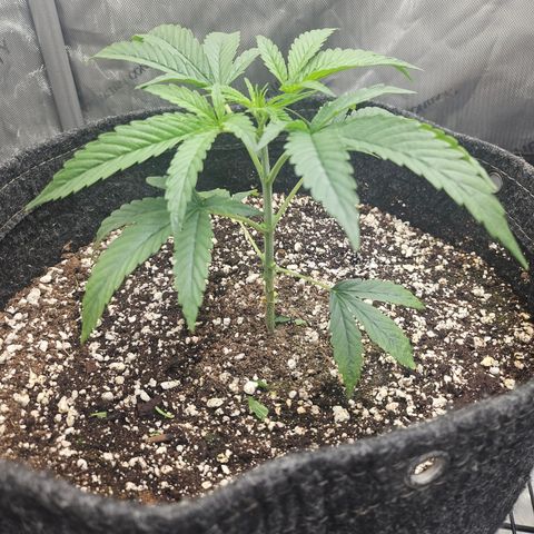 Super Silver Haze growlog timeline photo