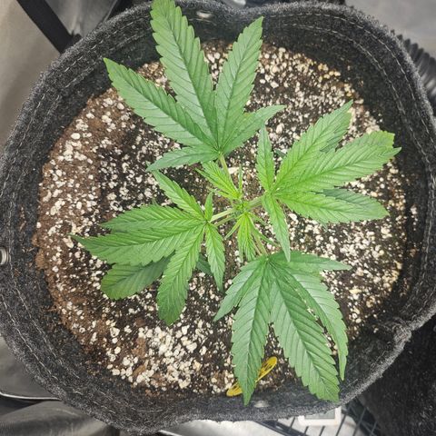 Super Silver Haze growlog timeline photo
