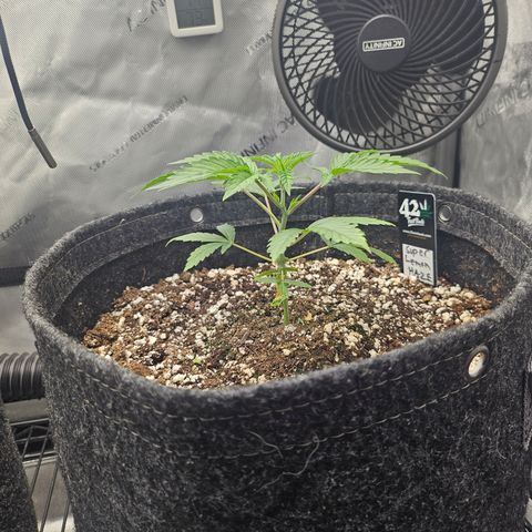 Super Lemon Haze x RS11 growlog timeline photo