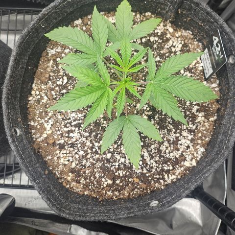 Super Lemon Haze x RS11 growlog timeline photo