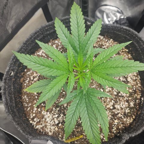 Super Silver Haze growlog timeline photo