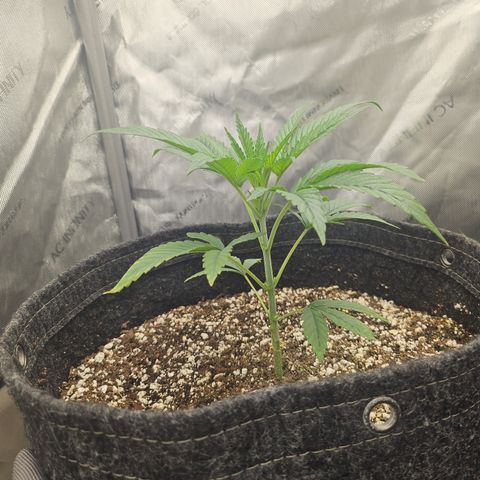 Super Silver Haze growlog timeline photo