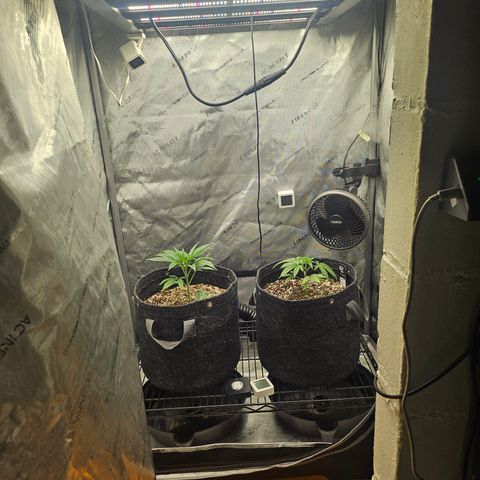 Super Silver Haze growlog timeline photo