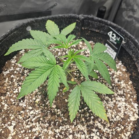 Super Lemon Haze x RS11 growlog timeline photo