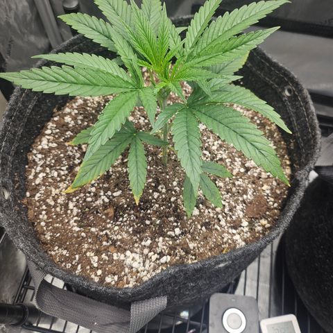 Super Silver Haze growlog timeline photo