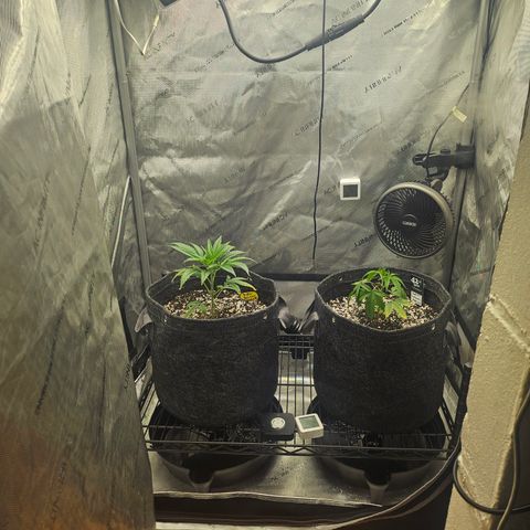 Super Silver Haze growlog timeline photo