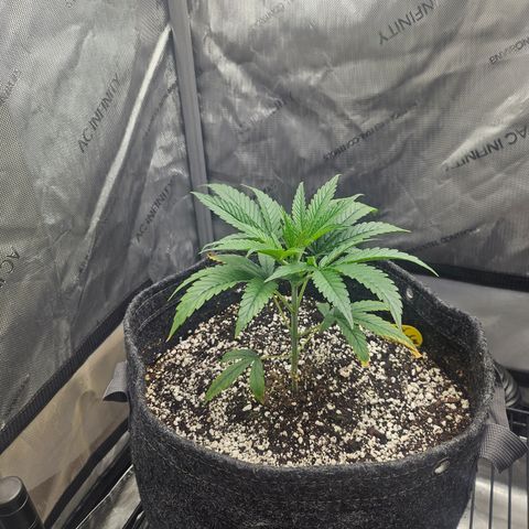 Super Silver Haze growlog timeline photo