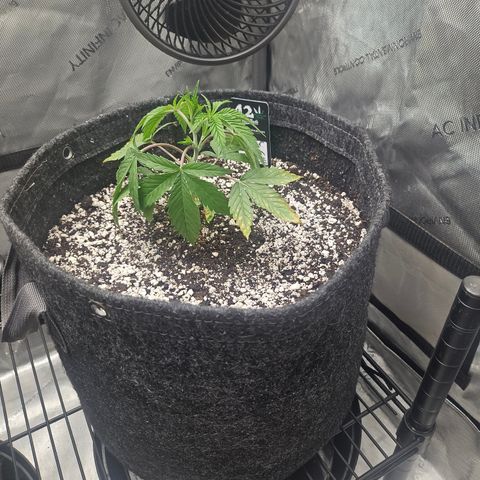 Super Lemon Haze x RS11 growlog timeline photo