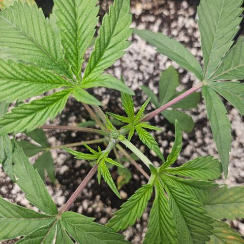 Super Lemon Haze x RS11 growlog timeline photo