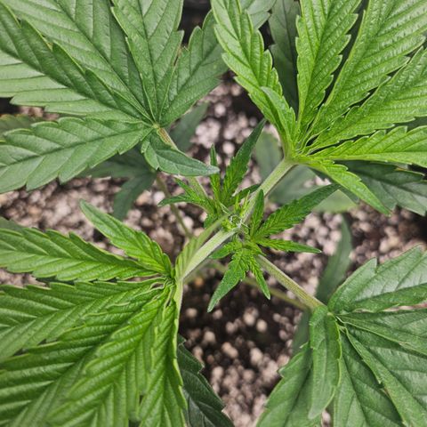 Super Silver Haze growlog timeline photo