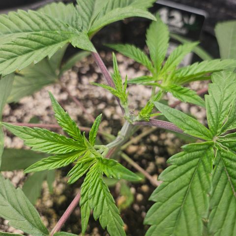 Super Lemon Haze x RS11 growlog timeline photo