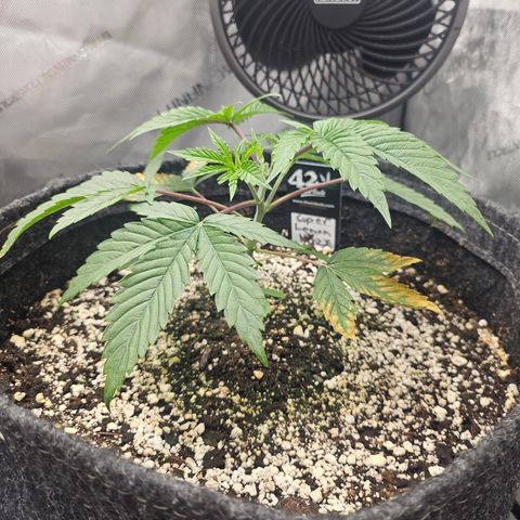 Super Lemon Haze x RS11 growlog timeline photo