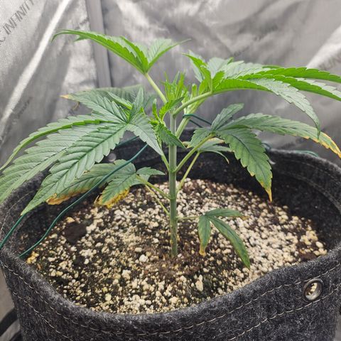 Super Silver Haze growlog timeline photo