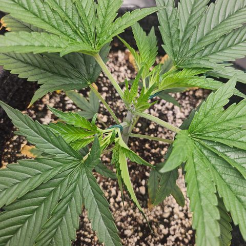 Super Silver Haze growlog timeline photo