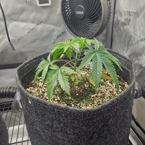 Super Lemon Haze x RS11 growlog timeline photo