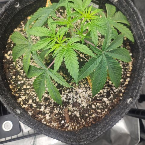 Super Lemon Haze x RS11 growlog timeline photo