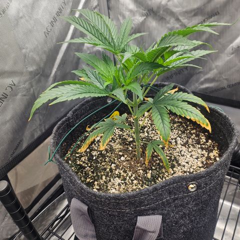 Super Silver Haze growlog timeline photo