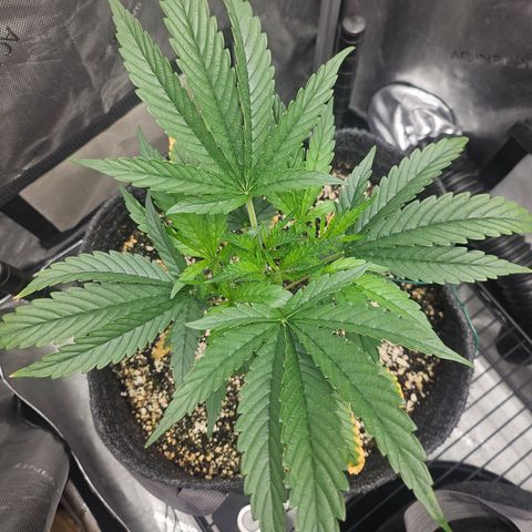 Super Silver Haze growlog timeline photo
