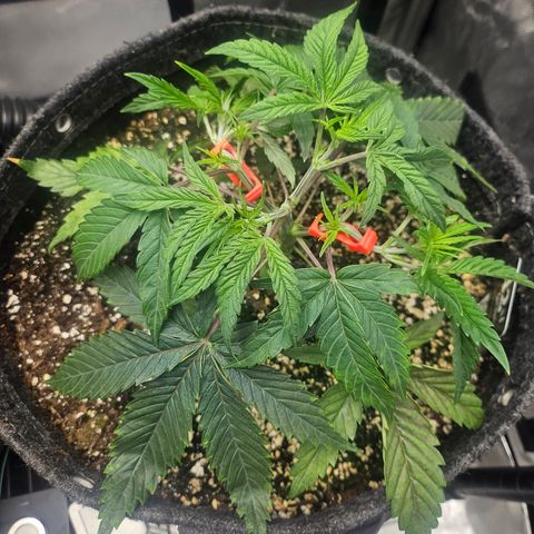 Super Lemon Haze x RS11 growlog timeline photo