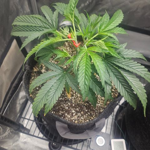 Super Silver Haze growlog timeline photo