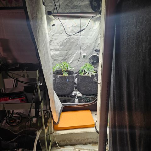 Super Silver Haze growlog timeline photo