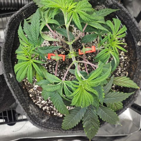 Super Lemon Haze x RS11 growlog timeline photo