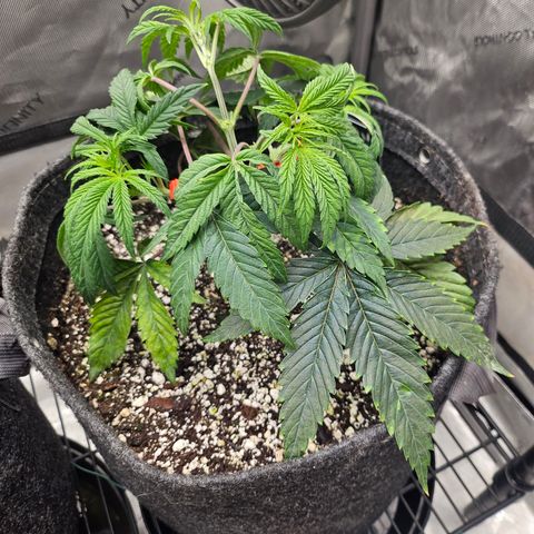 Super Lemon Haze x RS11 growlog timeline photo