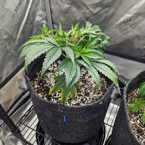 Super Silver Haze growlog timeline photo