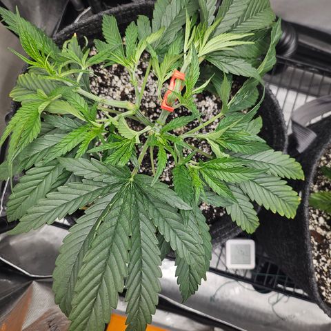 Super Silver Haze growlog timeline photo