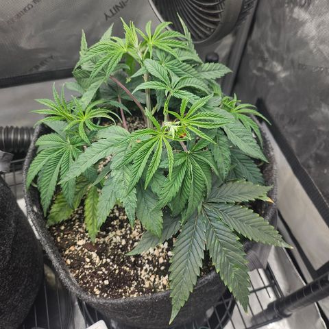 Super Lemon Haze x RS11 growlog timeline photo