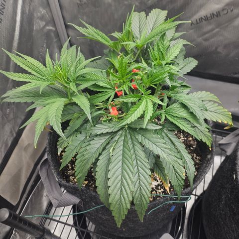 Super Silver Haze growlog timeline photo
