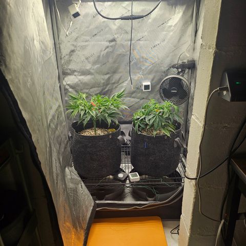 Super Silver Haze growlog timeline photo