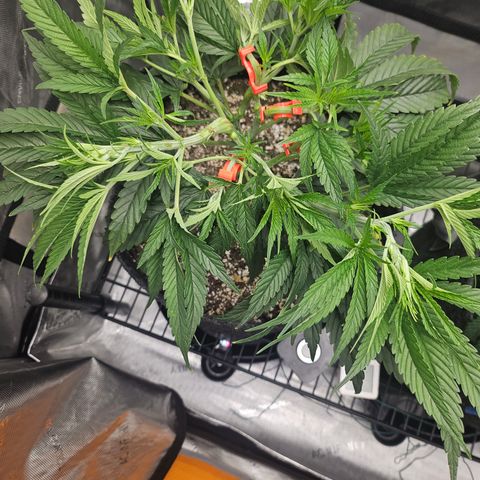 Super Silver Haze growlog timeline photo