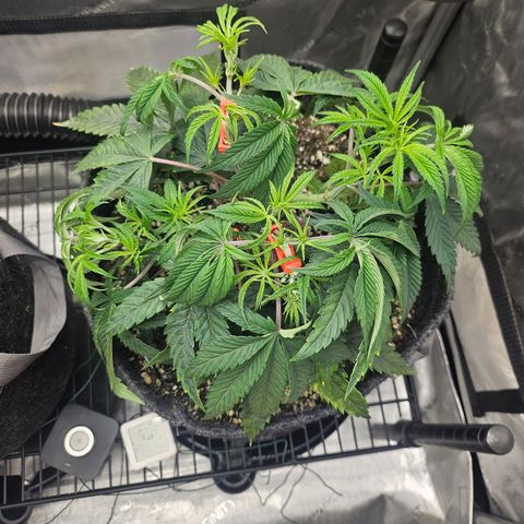 Super Lemon Haze x RS11 growlog timeline photo