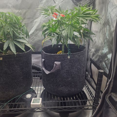 Super Silver Haze growlog timeline photo