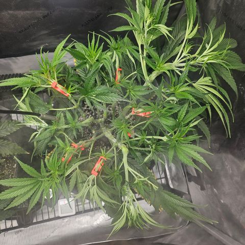 Super Silver Haze growlog timeline photo