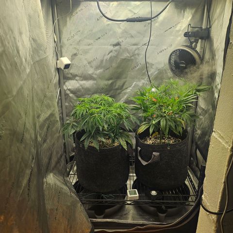Super Silver Haze growlog timeline photo