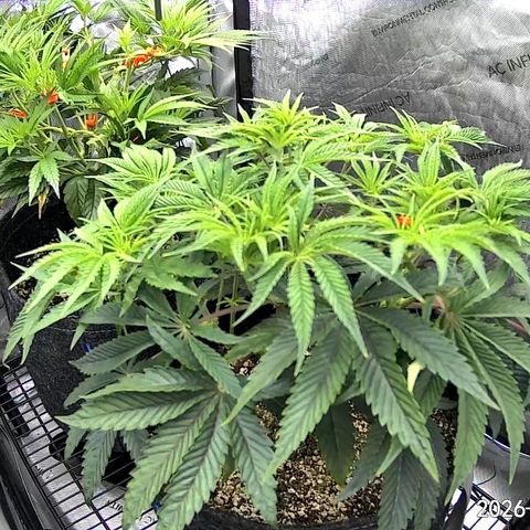 Super Silver Haze growlog timeline photo