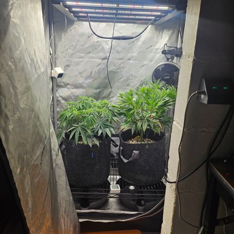 Super Silver Haze growlog timeline photo