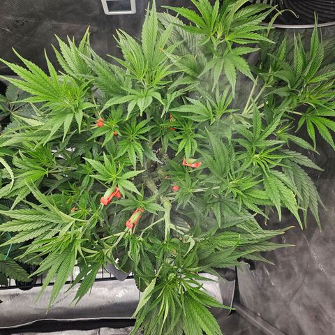 Super Silver Haze growlog timeline photo