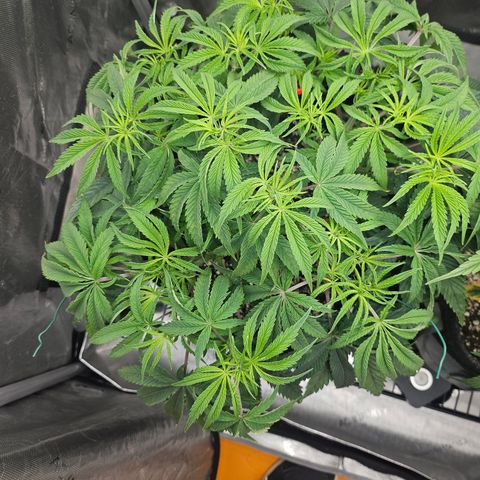 Super Lemon Haze x RS11 growlog timeline photo