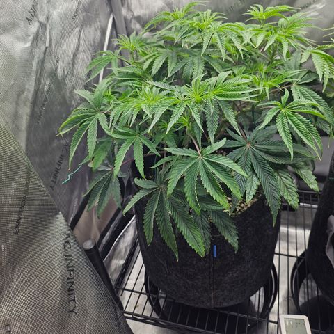Super Lemon Haze x RS11 growlog timeline photo